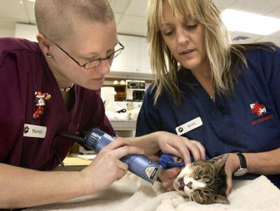 
Veterinary technicians Mandy Dayton, left, and Kelly Lagrou  work together to shave the chin of a 15-year-old domestic shorthair cat in preparation to lance an abscess Monday at the North Idaho Pet Emergency clinic in Post Falls, Idaho.
 (Joe Barrentine / The Spokesman-Review)