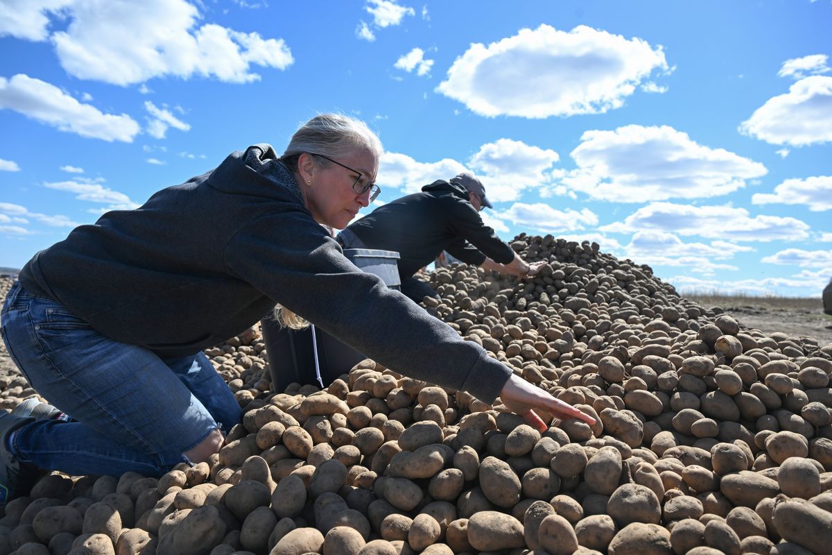 Christie Janson, left, and Clint Janson gather potatoes from a long pile in a farm field along Sprague Road on the West Plains. The two are from Deer Park and plan to gather some for friends and neighbors.  (Jesse Tinsley/THE SPOKESMAN-REVIEW)