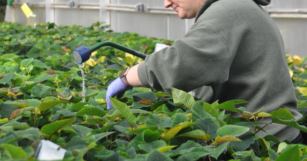 Gardening: SCC poinsettia sale gives students real world experience