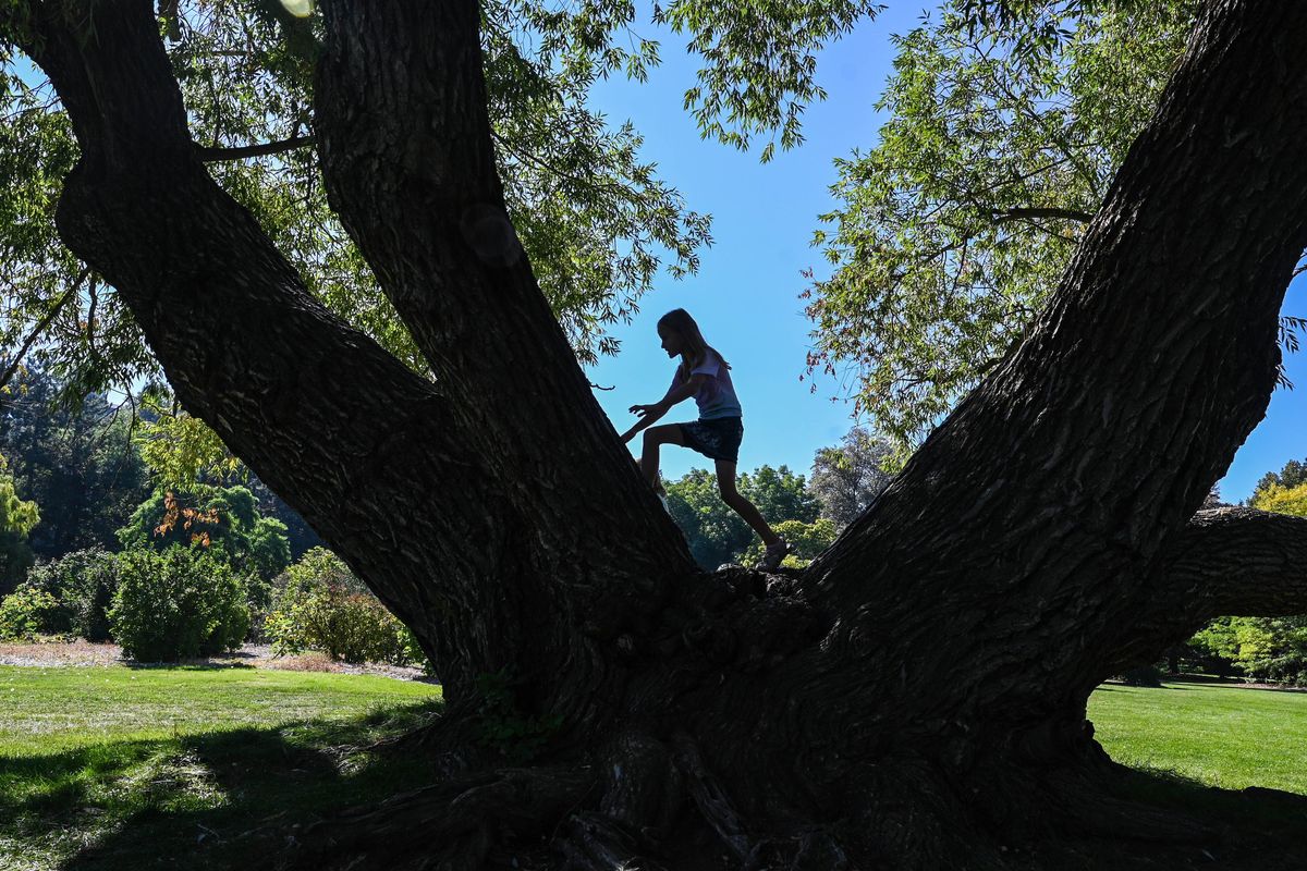 Natalie Hurd, 8, takes a climb upon a white willow tree during a visit to John A. Finch Arboretum on Monday in Spokane. The girl, along with her mom, Anna, and younger sisters, Eva and Judith, are from Davenport, Wash. The four of them planned on having a picnic and to do some home-schooling work by bringing along their nature journal.  (Dan Pelle/The Spokesman-Review)