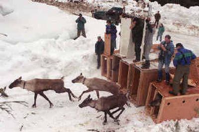 Mountain caribou were released in March 1997 into the Selkirk Mountains near Metaline Falls.
(File/ / The Spokesman-Review)