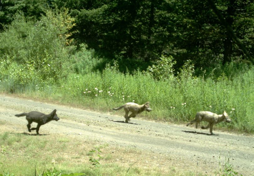 Remote camera photo from July 21, 2013, documenting three pups in the newly formed Mount Emily pack in the Oregon portion of the Blue Mountains.
 (Oregon Fish and Wildlife)