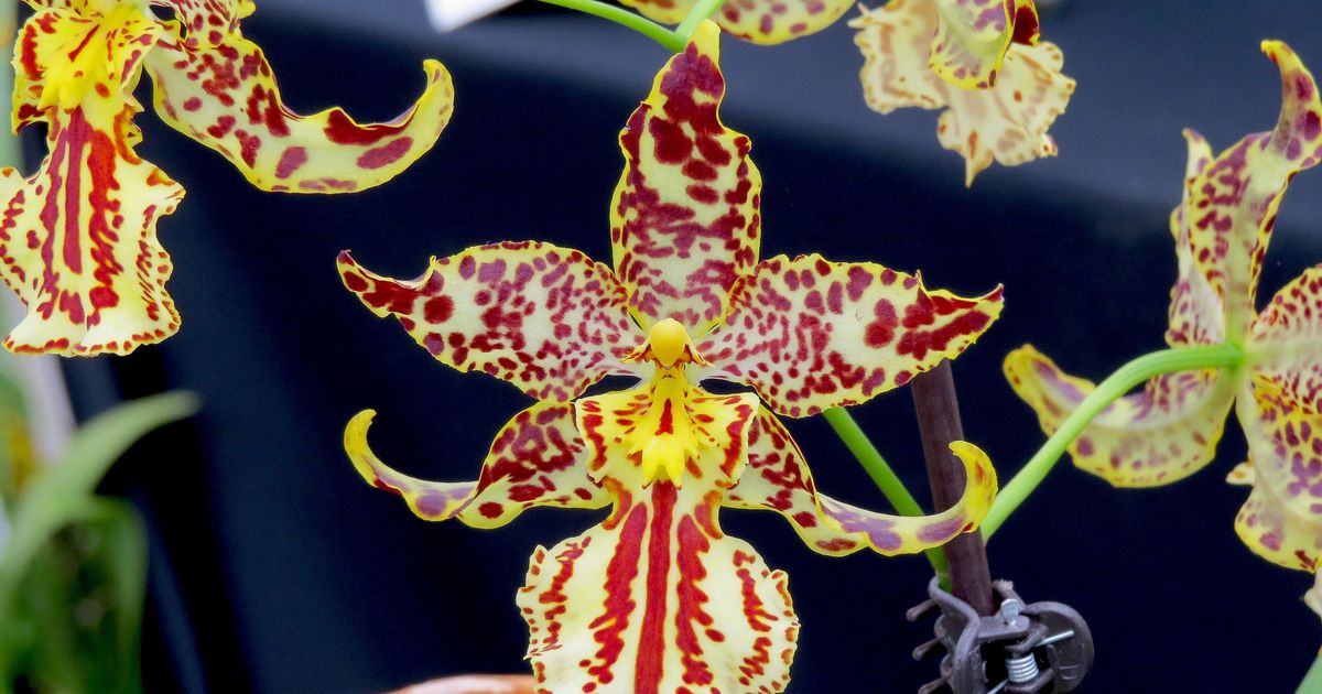 In the Garden: Celebrate the beauty of orchids with show and sale at SCC