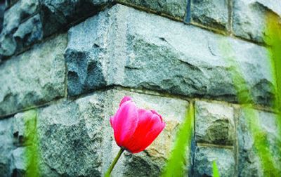 
The delicate colors of a tulip are framed against the coarse stone of a foundation.
 (File / / The Spokesman-Review)