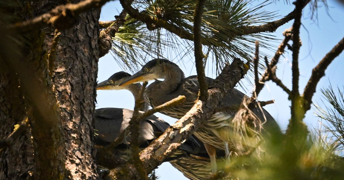 A nest of great blue herons ready to fledge in Manito Park makes strangers into friends