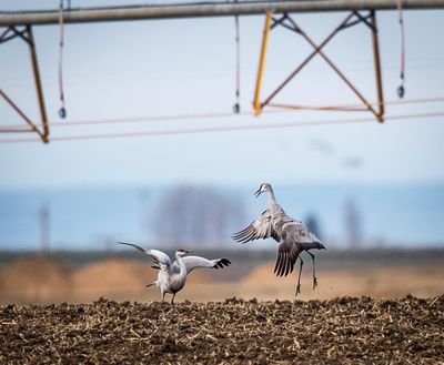 Let’s dance: Cranes can often be located by their loud calls. They sometimes can be seen “dancing,” which is done to impress other cranes. (Sharon Lindsay photo)