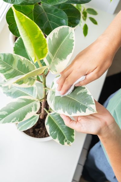 Dust can build up on houseplants, which is bad for growth. Wipe the leaves gently with a cloth to remove the buildup.  (Shutterstock)