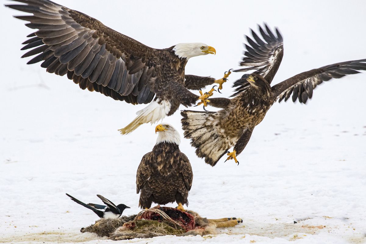In this photo provided by Estelle Shuttleworth in February 2022, bald eagles compete for a deer carcass in Montana. While the bald eagle population has rebounded from the brink of extinction since the U.S. banned the pesticide DDT was banned in the U.S. in 1972, harmful levels of toxic lead were found in the bones of 46% of bald eagles sampled in 38 states, from California to Florida, researchers reported in the journal Science on Thursday, Feb. 17, 2022.  (Estelle Shuttleworth)