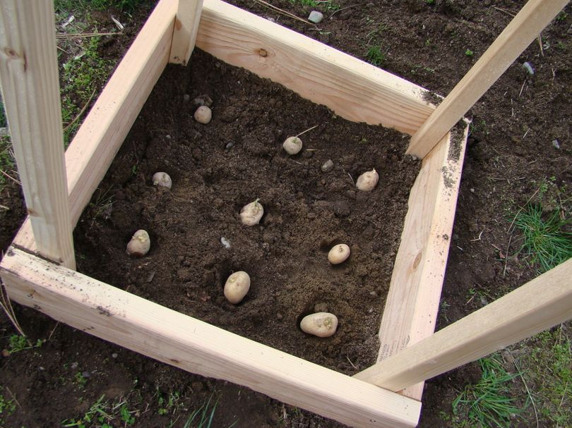 Planting potatoes in a box to grow vertically. (Maggie Bullock)