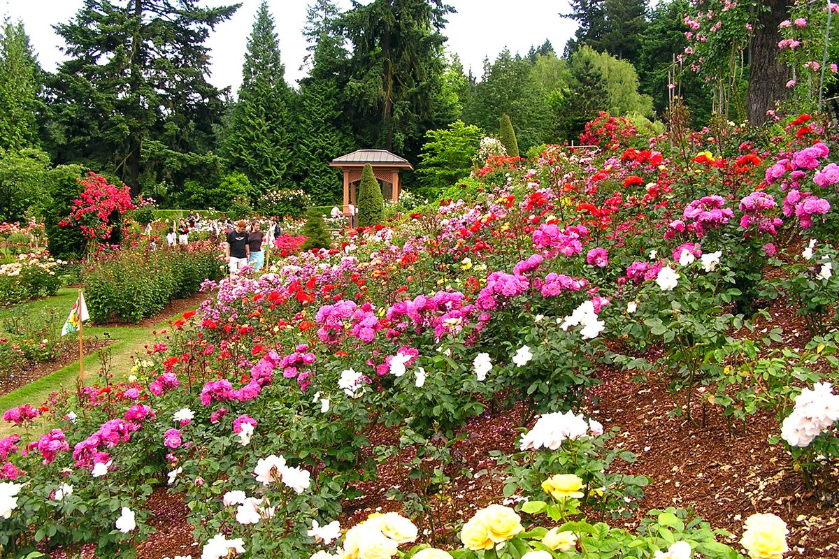 At left: This undated image provided by Portland Parks and Recreation shows the International Rose Test Garden, which began receiving plants from growers in England and Ireland in early 1918. (Associated Press)