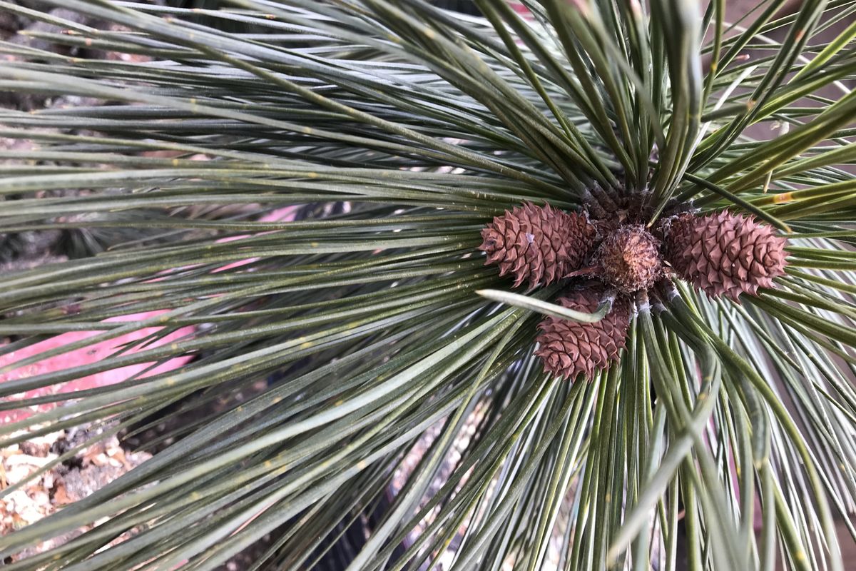 Ponderosa pines and other conifers grow seeds in cones.  (Kimberly Lusk/The Spokesman-Review)