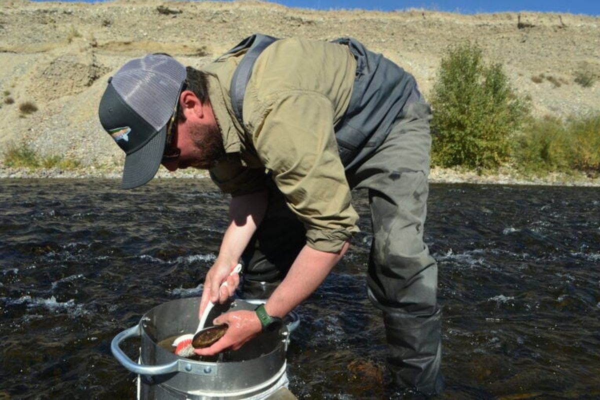 Brian Wheeler, program director at Save Wild Trout, cleans off some rocks in a Hess sampler in the Big Hole River near Twin Bridges, Montana, on Sept. 26, 2025. (Jordan Hansen/Daily Montanan)