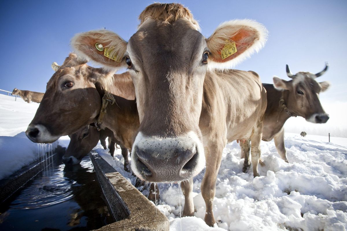 In this Oct. 19, 2009 file photo cows – some with some without horns – stand in snow, at 1245 meters above sea level in Gaebris, Appenzell, Switzerland. Swiss will decide on Sunday whether to ban farmers from removing cow horns. (Ennio Leanza / AP)