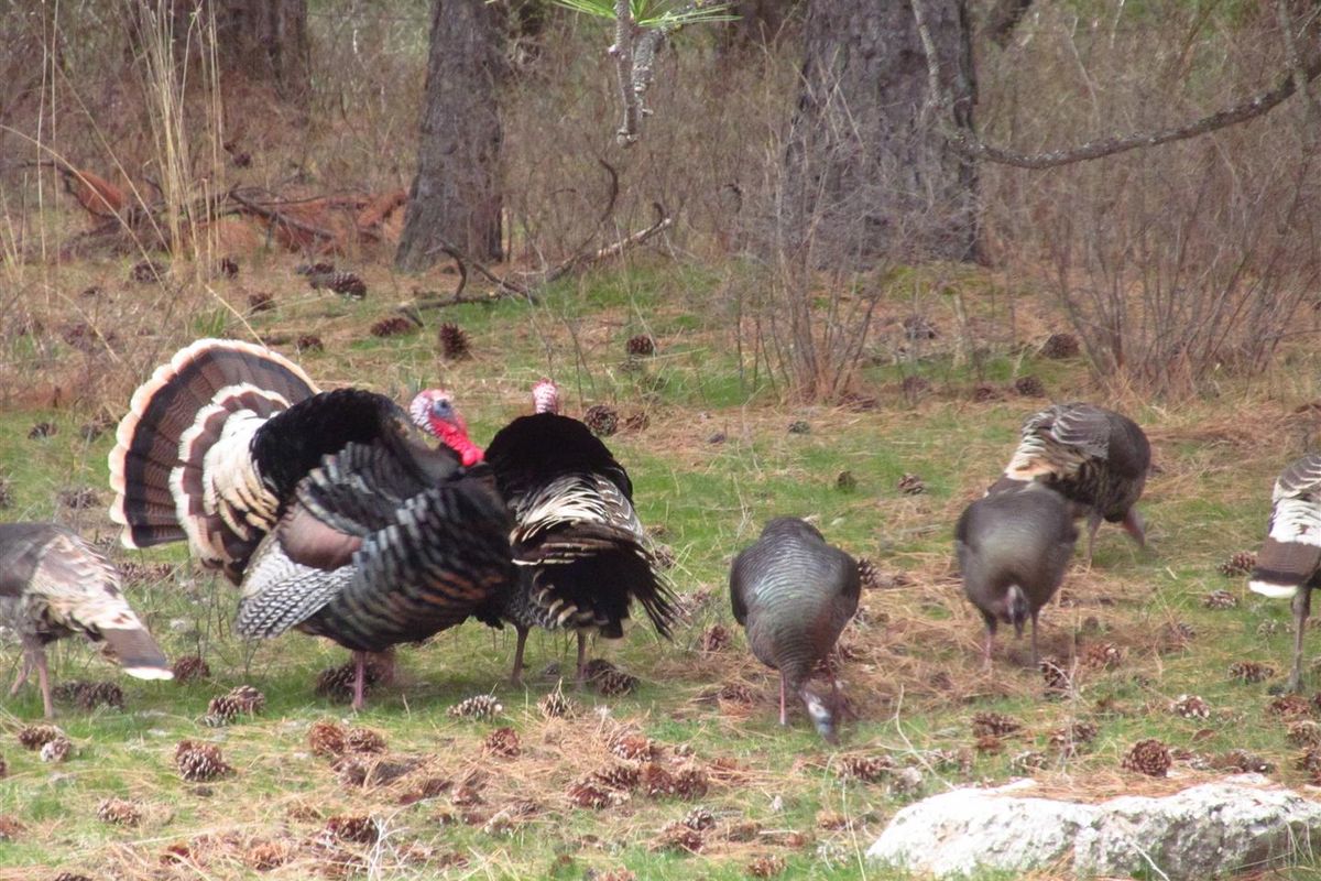Wild turkey gobblers court their hens for breeding during spring. (Rich Landers)