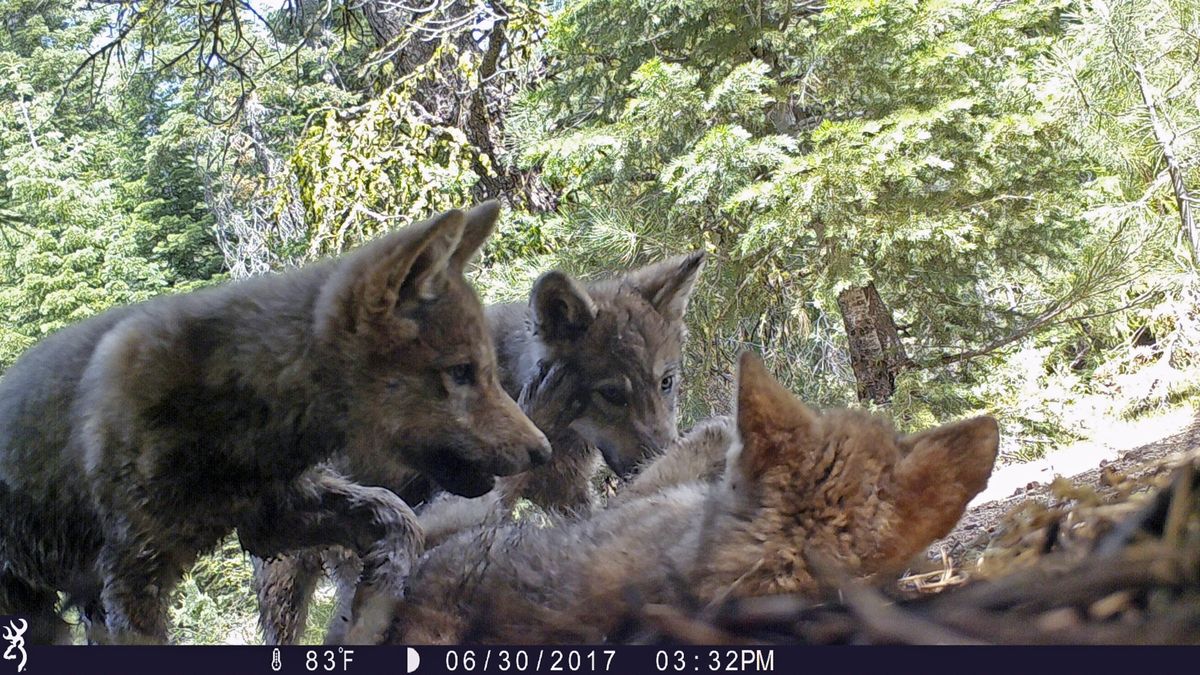 This 2017 remote camera image shows a female gray wolf and her mate with a pup born in 2017 in the wilds of Lassen National Forest in Northern California. Trump administration officials on Thursday stripped Endangered Species Act protections for gray wolves in most of the U.S.  (HOGP)