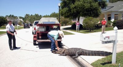 Trapper Mickey Fagan prepares to load an 11-foot  alligator into his truck Thursday in Tampa, Fla. The homeowner was warned by a neighbor before she opened the front door.  (Associated Press / The Spokesman-Review)