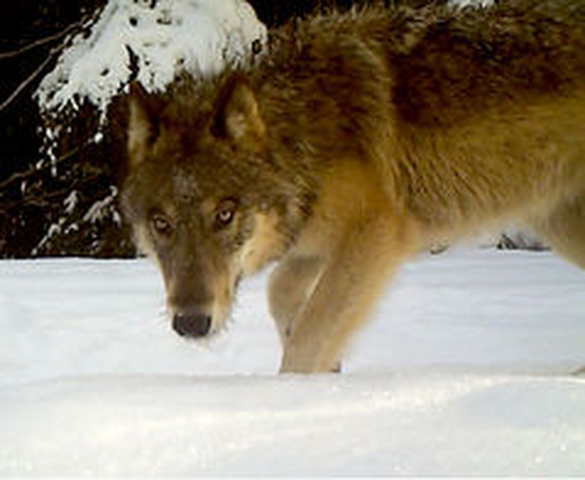 A gray wolf is photographed last summer by a Washington Department of Fish and Wildlife game camera near Chewelah.  (Washington Department of Fish and Wildlife)