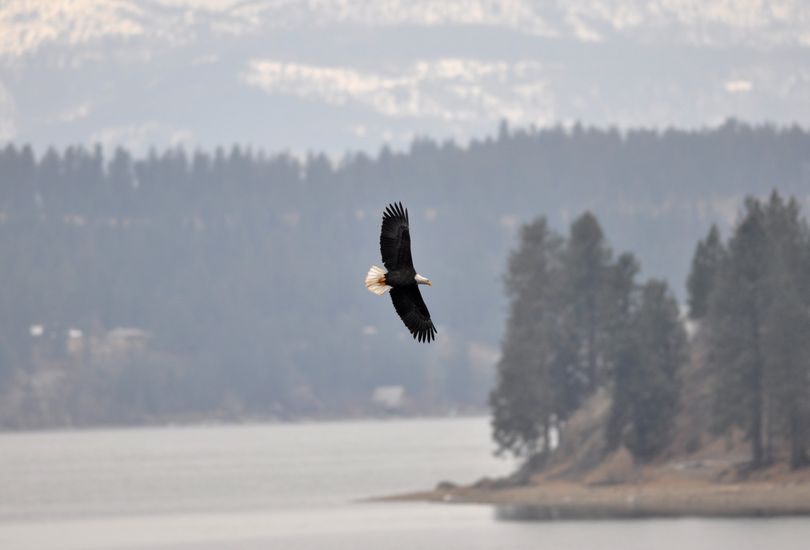 The winter gathering of migrating bald eagles peaks in mid-December at Lake Coeur d’Alene. (File)