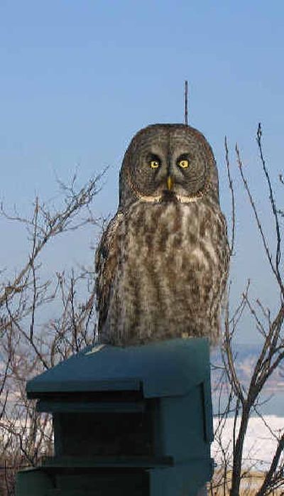 
A great gray owl, one of about 1,300 that left Canada and congregated in northern Minnesota this winter, perches in a Duluth resident's backyard. 
 (Photo courtesy of Scott Wolff / The Spokesman-Review)