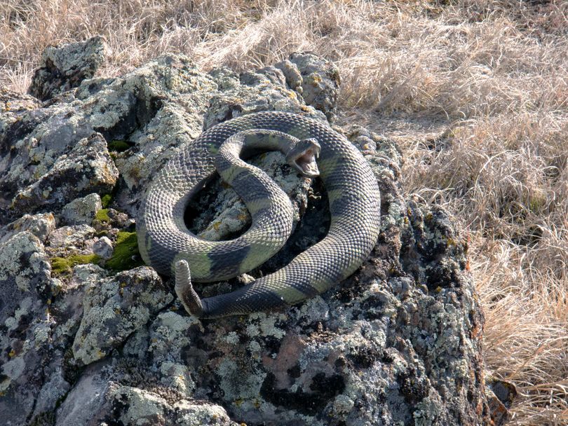 A strategically placed fake rubber rattlesnake with a striking resemblance to the real thing has been surprising fly fishers along Rocky Ford Creek.  (Jerry McBride)