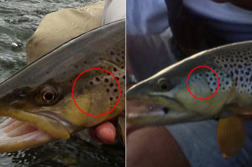 Photos indicate the same brown trout was hooked and released by Silver Bow Fly Shop anglers 17 months apart. (Silver Bow Fly Shop)