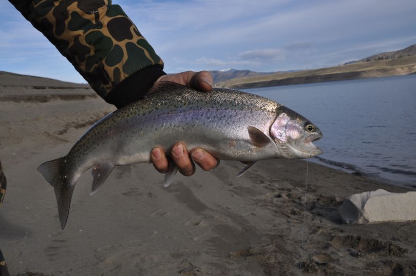 An angler reeled in this plump rainbow trout while fishing from shore at Lake Roosevelt. (Rich Landers)