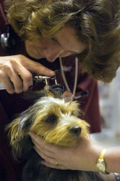 
Liberty Lake Animal Clinic veterinarian Marni Quist gives Chester, a Yorkshire terrier mix,  a checkup Friday. The clinic recently found a dog and two cats infected with heartworm. 
 (Christopher Anderson / The Spokesman-Review)