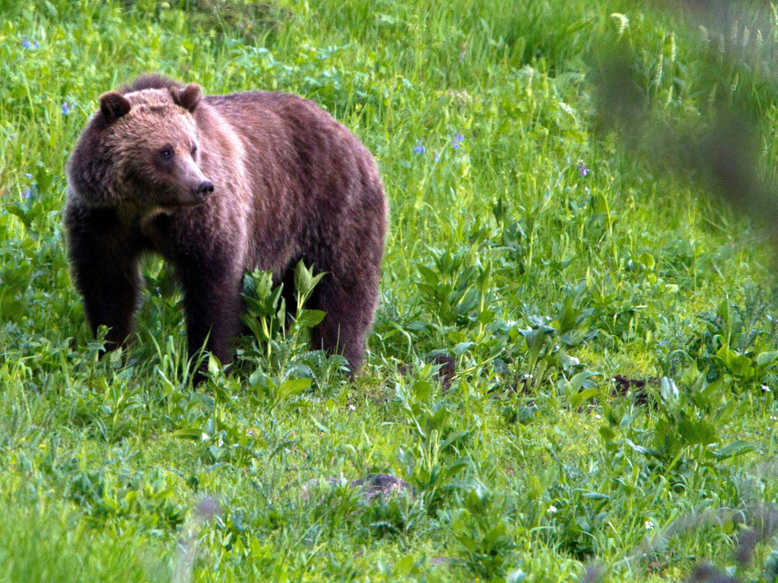 Washington man attacked by grizzly bear in Montana