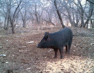 This feral pig was spotted near the Bruneau River in Idaho in 2009. (Idaho Fish & Game)