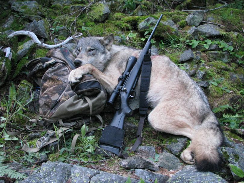 This picture provided by Robert Millage shows his rifle with reportedly the first wolf killed in Idaho on  Sept. 1,  the opening day of the state’s season.  Millage said he shot the wolf from 25 yards near a ridge along the Lochsa River in north-central Idaho.   (Associated Press)