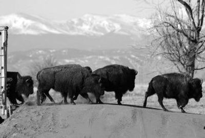 
Bison cows head out of a trailer on to their new home on the Rocky Mountain Arsenal National Wildlife Refuge in the northeast Denver suburb of Commerce City, Colo., on Saturday. 
 (Associated Press / The Spokesman-Review)
