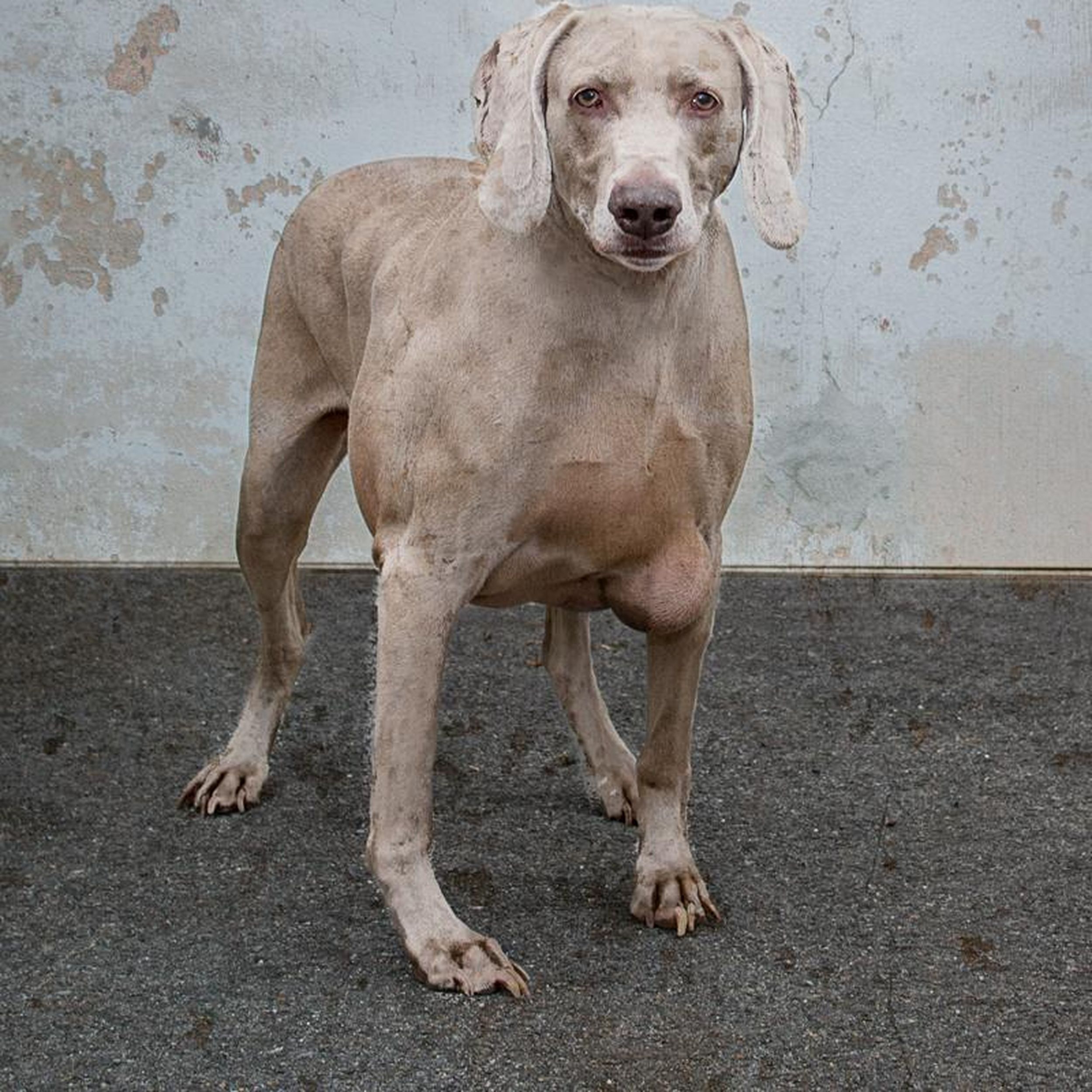 is weimaraner smart