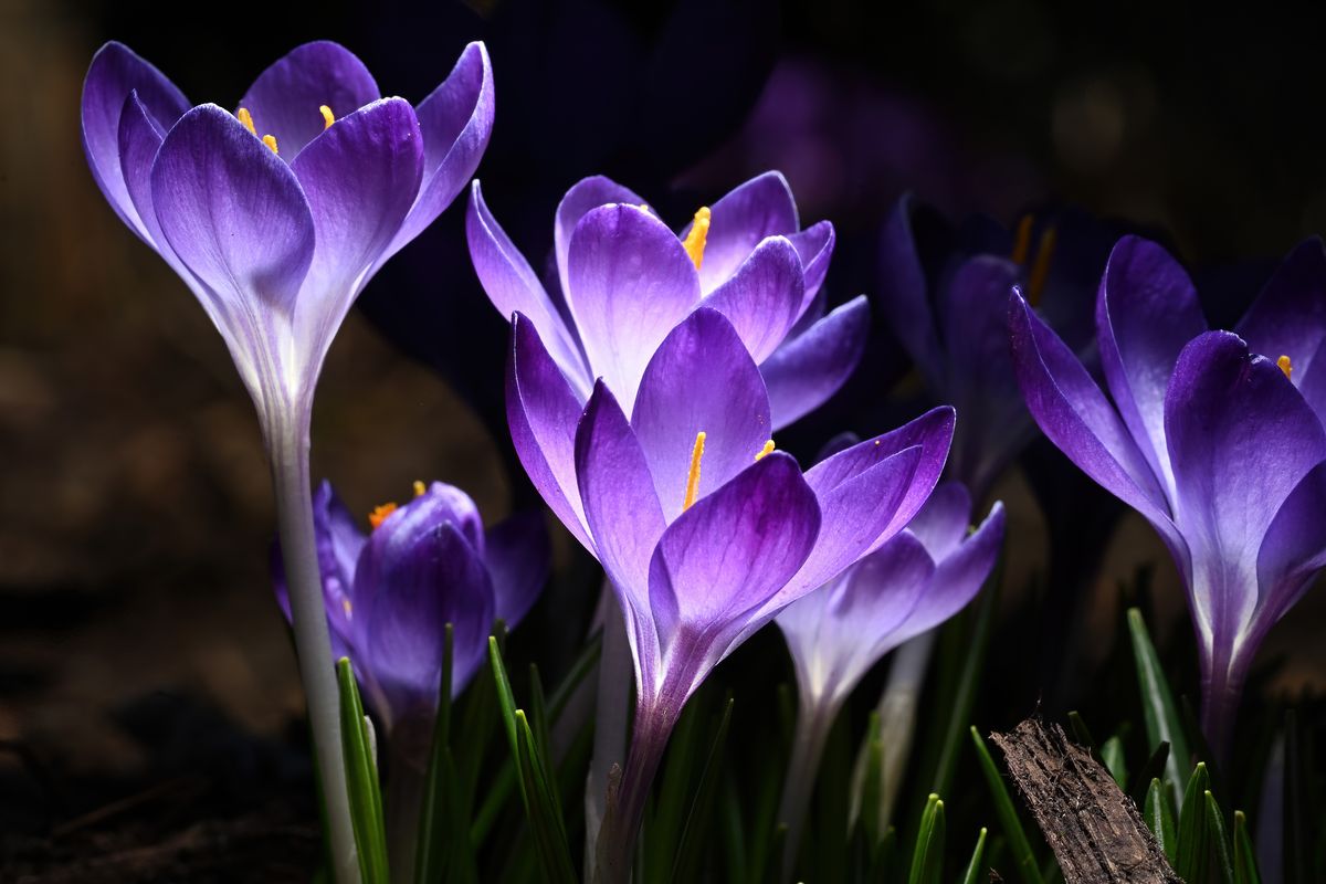 On the first day of spring, crocus blooms reach for the sunlight March 19 in a front yard garden on Spokane’s South Hill.  (COLIN MULVANY/THE SPOKESMAN-REVIEW)