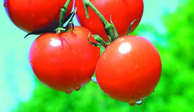 
Tomatoes and peppers have a ripening time of 65 to 75 days.  
 (BUSINESS WIRE / The Spokesman-Review)