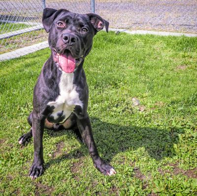 Buddy is a neutered adult male dog that needs a home, the Spokane County Regional Animal Protection Service said in a news release. (Kathy Piper / Kathy Piper/For The Spokesman-Review)