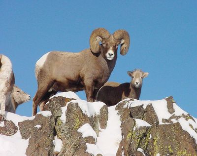 A bighorn ram and other sheep stand on the edge of a cliff in an undated photo in Hells Canyon, Idaho.  (AP)