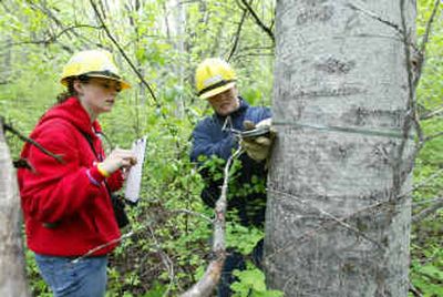 
Cascade High School students Laauren Martin, left, and Julianna Simon measure an aspen tree in the Eagle Creek drainage north of Leavenworth, Wash., in early May. The students are helping with a study on the declining numbers of the trees. 
 (Kelly Gillin/Wenatchee World / The Spokesman-Review)