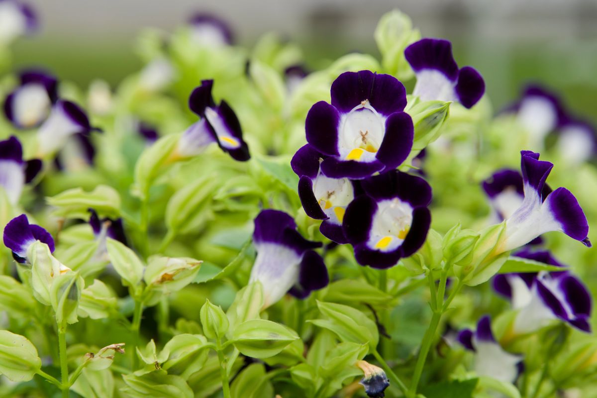 Torenia  (Shutterstock)