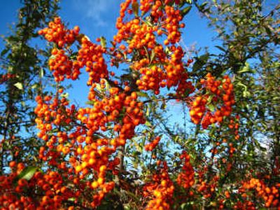 
The abundant orange-red berries of Scarlet Firethorn will brighten any landscape on the grayest of winter days.
 (SUSAN MULVIHILL/Special to the Spokesman-Review / The Spokesman-Review)