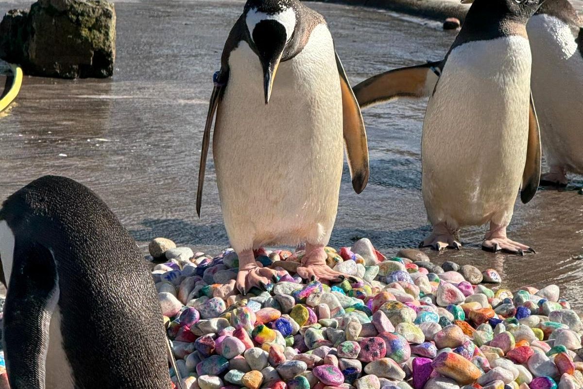 A penguin stands atop a pile of colorful pebbles at Scotland