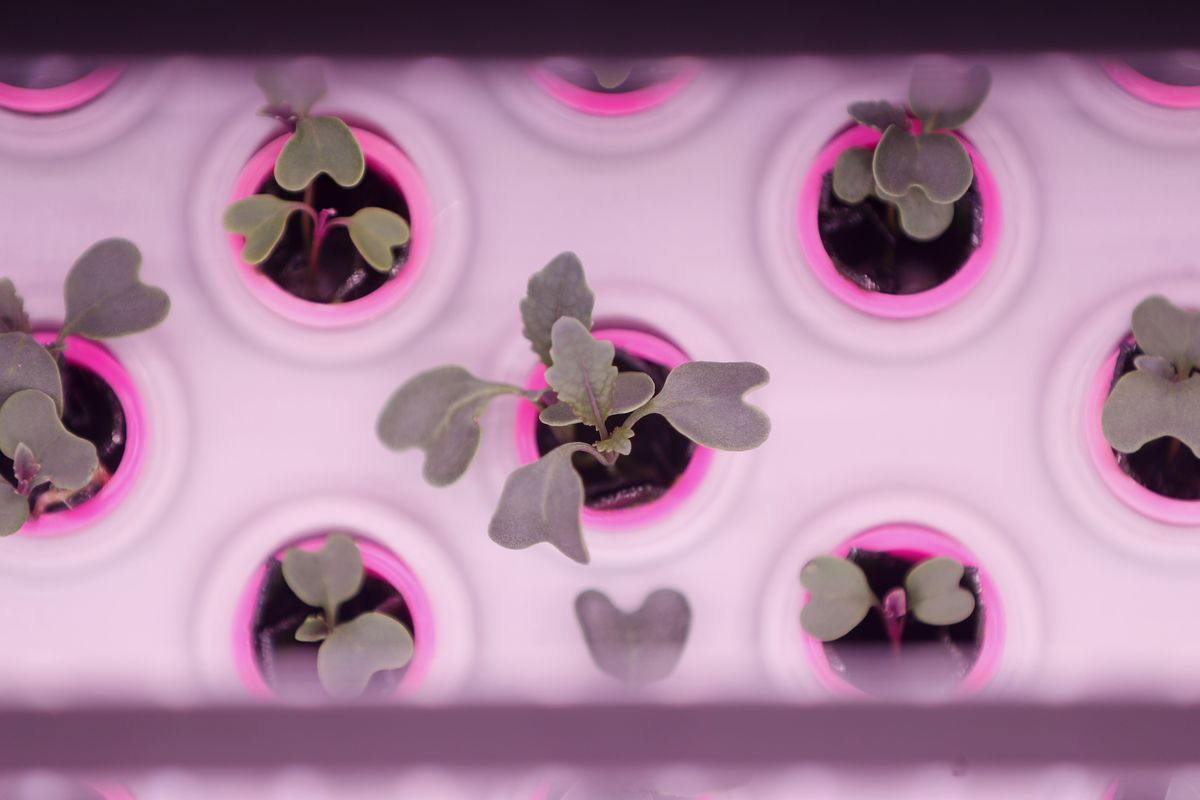 Kale grows in a cultivation chamber at OnePointOne in San Jose, Calif.  (Tribune News Service)