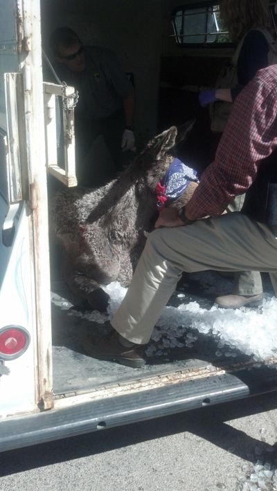 Fish & Game officials settle a sedated 2-year-old moose into a horse trailer in Boise's North End on Thursday; the bandana over its eyes is to prevent it from panicking (Idaho Fish & Game / Mike Keckler)