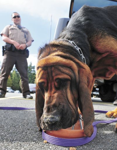 After his last training exercise on Sept. 21, Franklyn gets a special cake made from dog food. The cake was in honor of the bloodhound’s retirement from search and rescue work for the Coos County Sheriff's Office. (Associated Press)