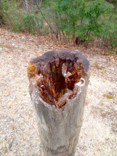 This treated lumber fence post is suffering from serious wood rot.  (Tim Carter)