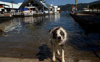 
Chase, an Australian shepherd, shakes off after retrieving a stick for his owner, Chris Hanks, at the boat launch in Bayview on Tuesday. 
 (Photos by KATHY PLONKA / The Spokesman-Review)