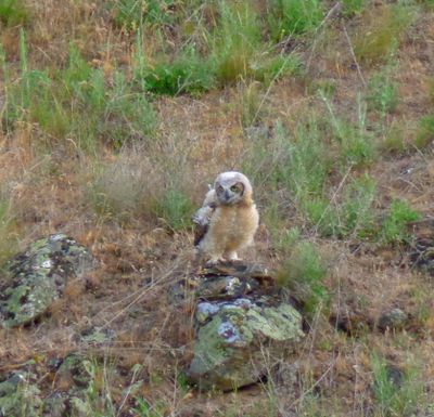 Michael Hassett of Liberty Lake took these photos of a juvenile great horned owl, above, and an adult great horned owl, on June 1 on the trails behind Legacy Ridge.