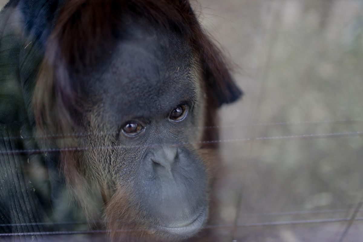 In this Sept. 13, 2016, photo, Sandra the orangutan sits in her enclosure at an eco-park, formerly the Palermo zoo, in Buenos Aires, Argentina. (Natacha Pisarenko / Associated Press)