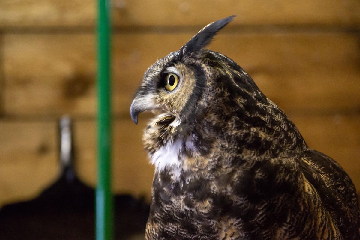 Hanovi, a great horned owl, is seen while being transported outside for “weathering” at the West Valley Outdoor Learning Center on Monday morning, Jan. 28, 2019. Great horned owls are one of the only birds of prey that will eat skunks. (Libby Kamrowski / The Spokesman-Review)