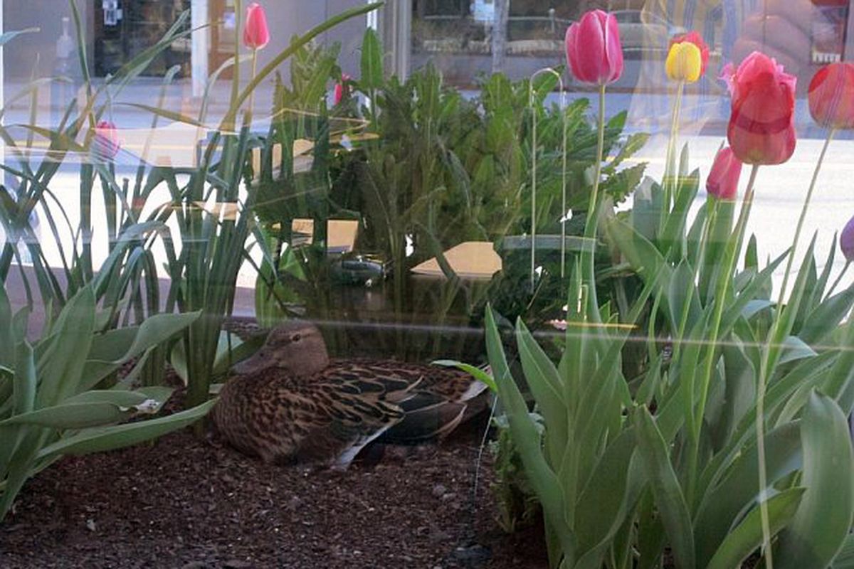 A female mallard duck sits on her nest near the Lincoln Building on Riverside Avenue at about 9 a.m. Friday morning, April 16, 2010, in downtown Spokane. (Courtesy of Gary Grissom)