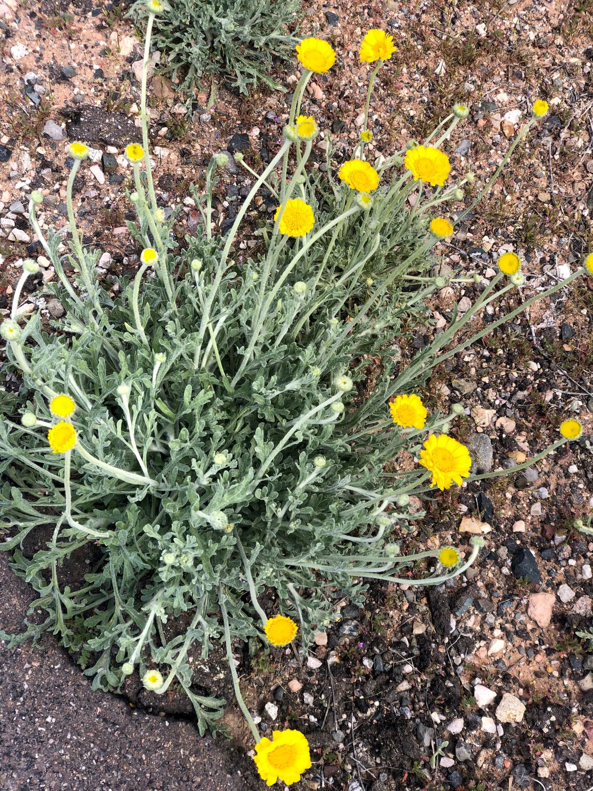 Small wildflowers grow out of the red rocks around Sedona, Arizona. (Leslie Kelly)